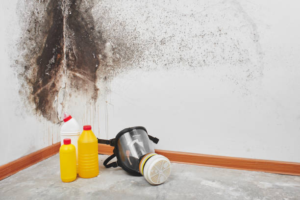 Best Basement Mold Remediation in Ferndale, MI