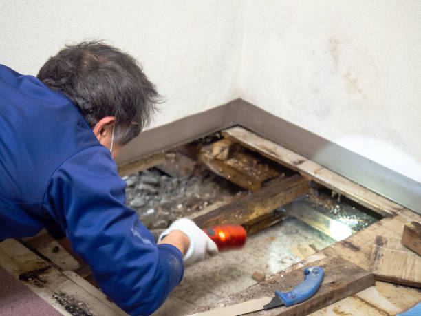 Best Kitchen Mold Remediation in Ferndale, MI