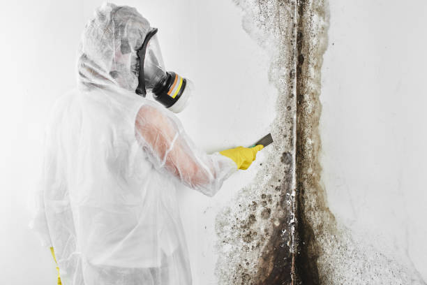 Best Preventive Mold Services in Ferndale, MI