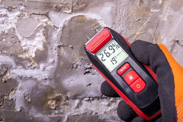 Best Attic Mold Remediation in Ferndale, MI