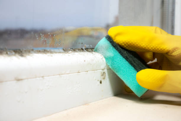 Best Residential Mold Remediation in Ferndale, MI