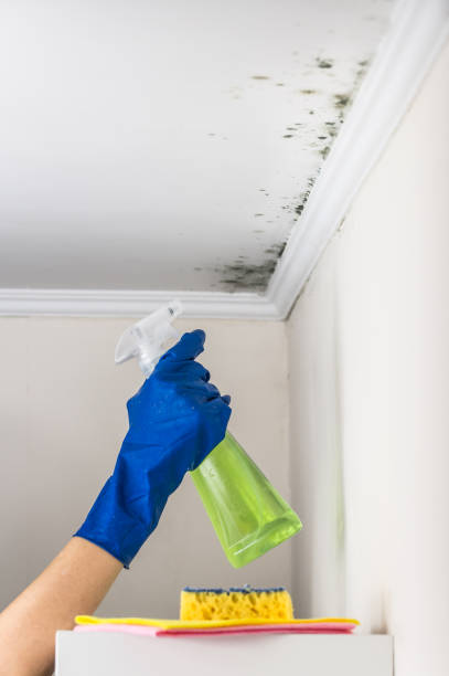 Best White Mold Remediation in Ferndale, MI
