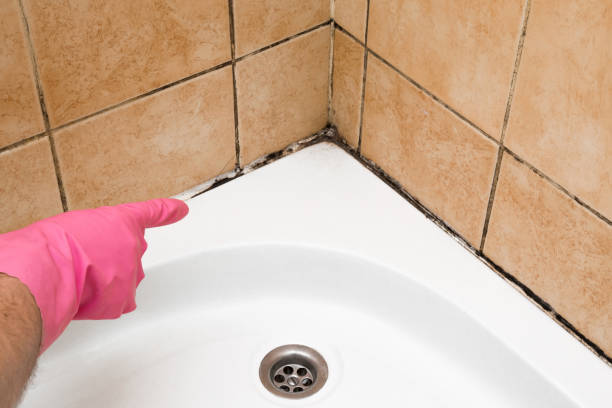 Best Crawl Space Mold Remediation in Ferndale, MI
